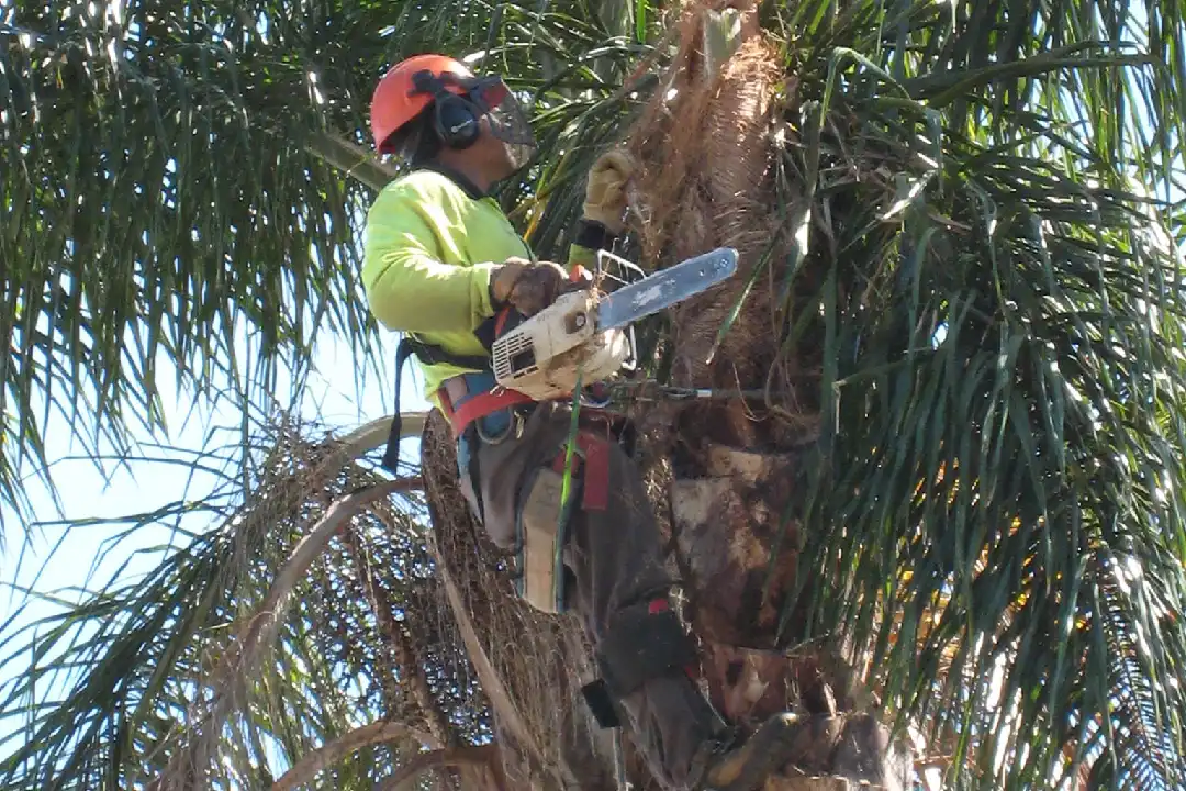 Tree Lopping Ipswich