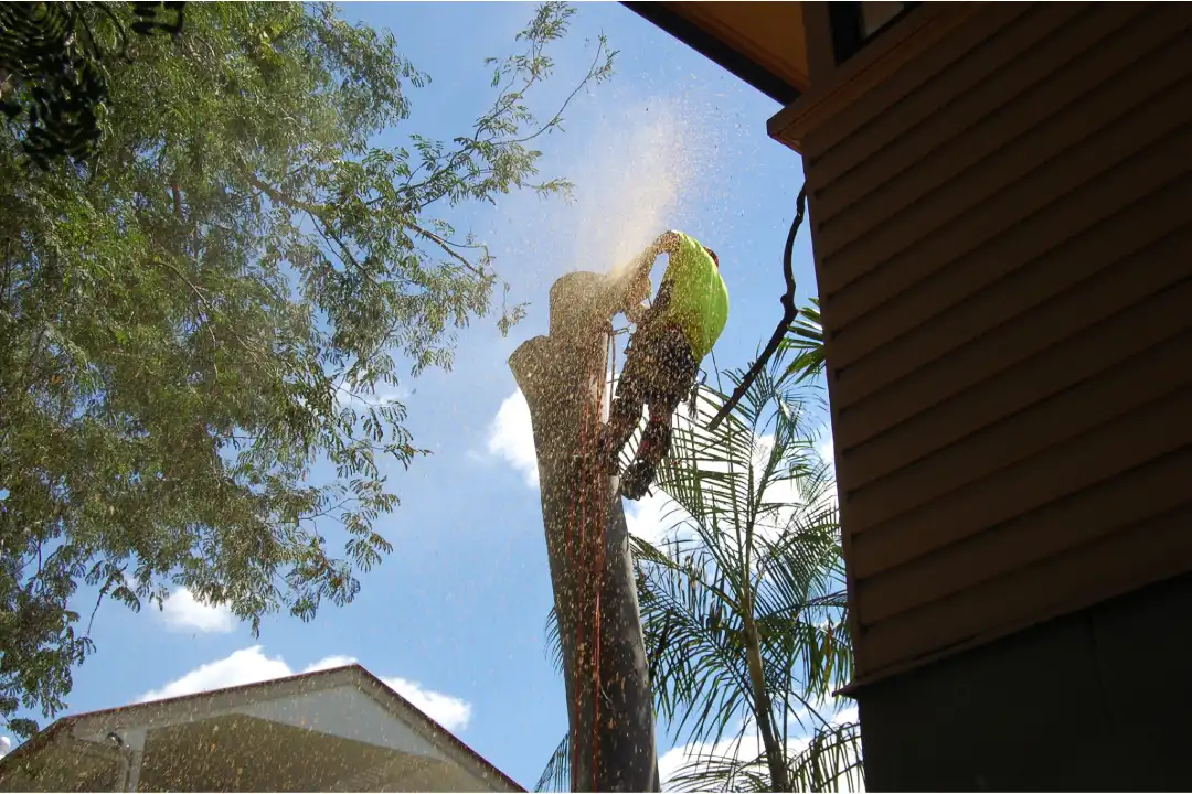 Tree Lopping Ipswich