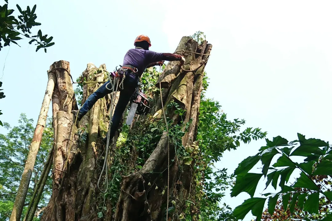 Tree Removal Ipswich