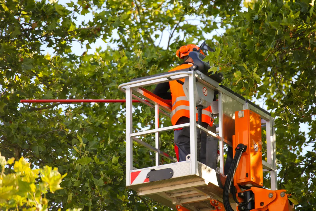 Tree Removal Ipswich